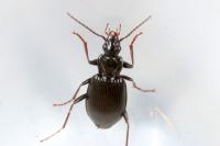 Platynus assimilis