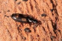 Calodromius spilotus