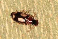 Dromius quadrimaculatus