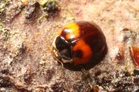 Adalia decempunctata