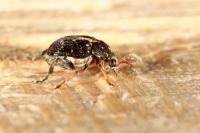 Bruchus luteicornis