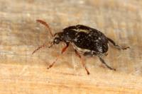 Bruchus luteicornis