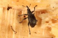 Betulapion simile