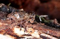 Mesosa nebulosa