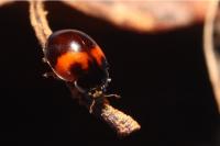 Adalia decempunctata