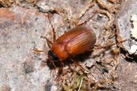 Serica brunnea