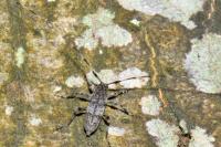 Acanthocinus griseus