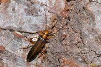 Nacerdes carniolica