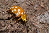 Halyzia sedecimguttata