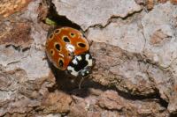Anatis ocellata