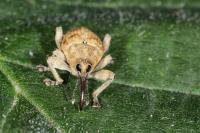 Curculio venosus