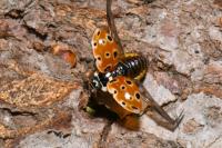 Anatis ocellata