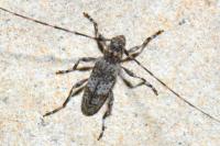 Acanthocinus griseus