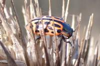 Chrysomela vigintipunctata