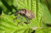 Lepyrus capucinus