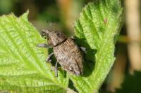 Lepyrus capucinus