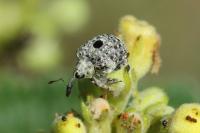 Cionus thapsus