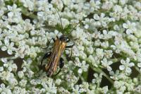 Oedemera femorata