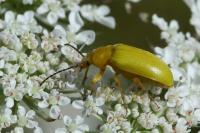 Cteniopus sulphureus