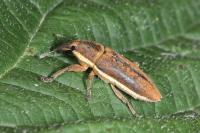 Lixus ochraceus
