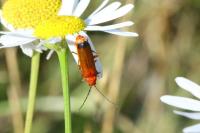 Rhagonycha fulva