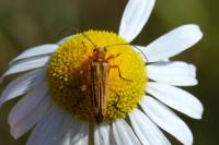 Oedemera podagrariae