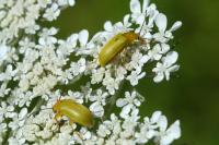 Cteniopus sulphureus