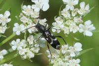 Chlorophorus sartor