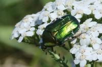 Cetonia aurata