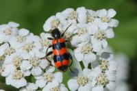 Trichodes apiarius