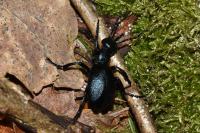Meloe violaceus