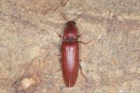 Stenagostus rufus
