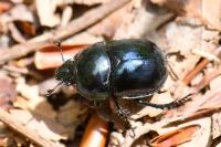 Trypocopris pyrenaeus