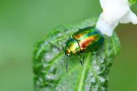 Chrysolina fastuosa