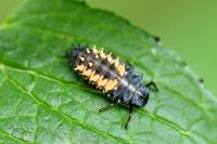 Harmonia axyridis