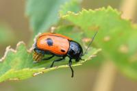 Cryptocephalus bipunctatus