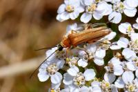 Oedemera podagrariae