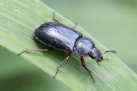 Platycerus caraboides
