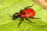 Apoderus coryli