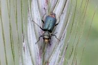 Malachius bipustulatus