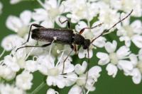 Grammoptera ruficornis