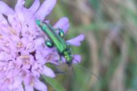 Oedemera nobilis