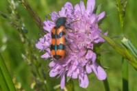 Trichodes alvearius
