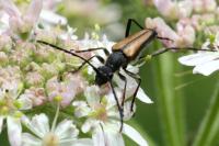 Anastrangalia dubia