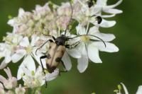 Pachytodes cerambyciformis