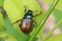 Phyllopertha horticola