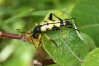 Rutpela maculata