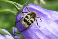 Trichius fasciatus