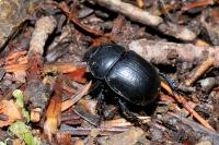 Anoplotrupes stercorosus