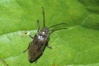 Dascillus cervinus